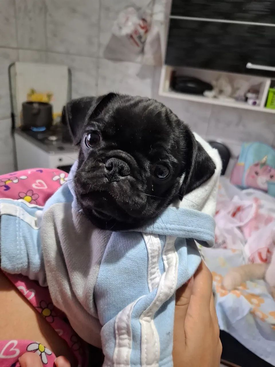 Pug black  - Foto 4
