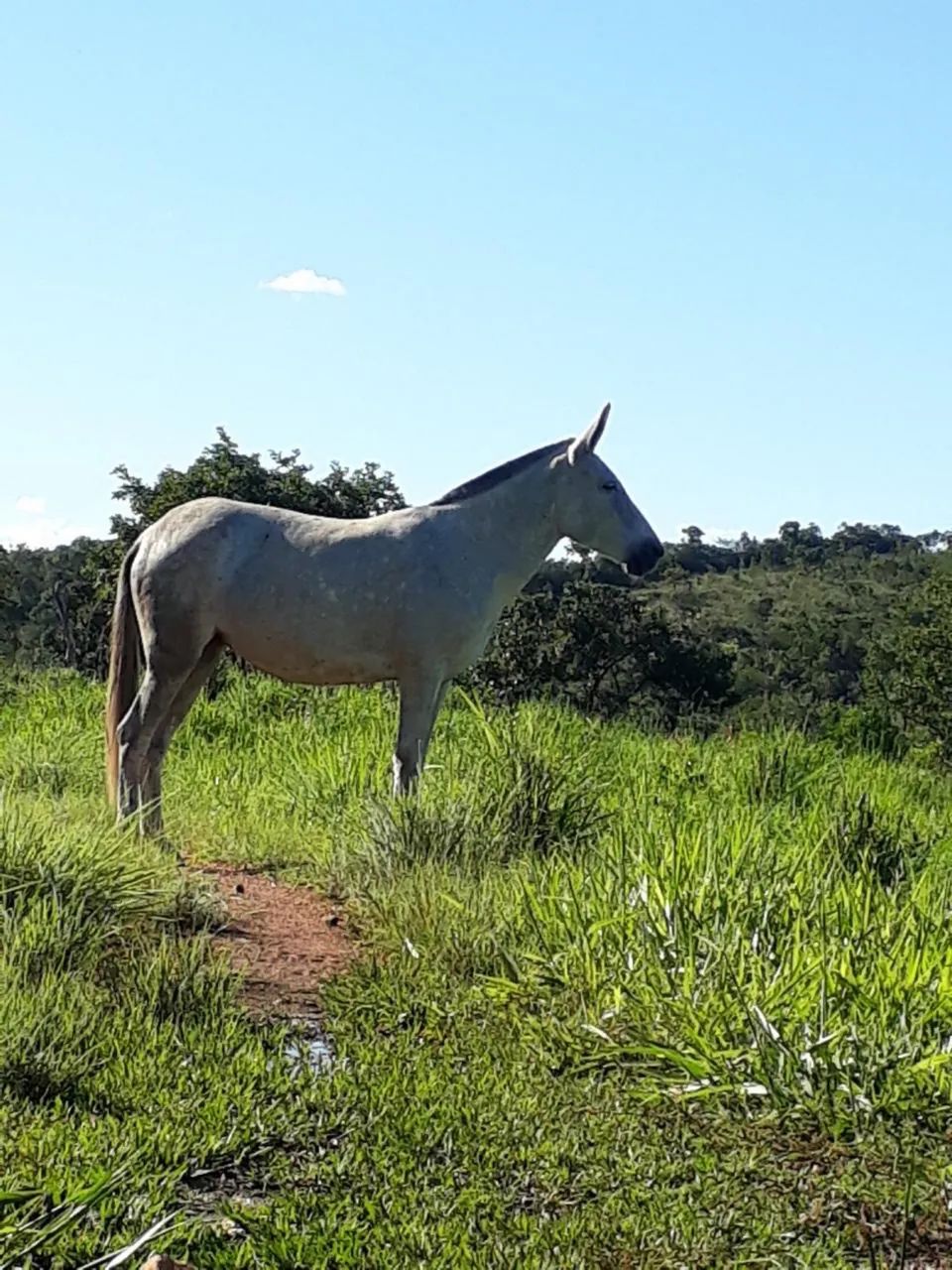 Vendo mula  - Foto 2