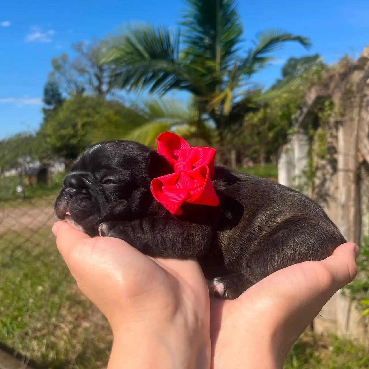 Lindos bulldogs - Foto 2