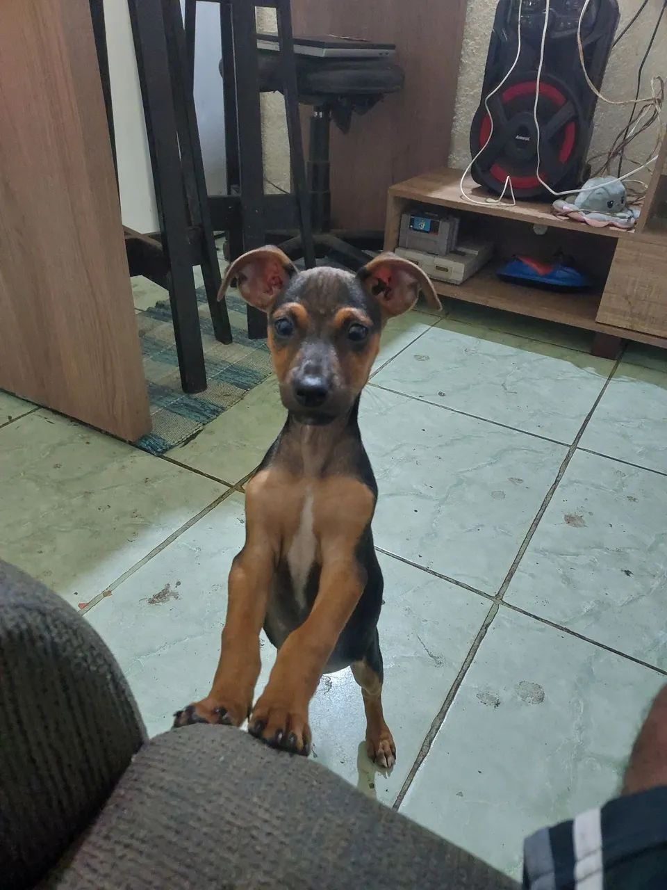Cachorro pincher  - Foto 4