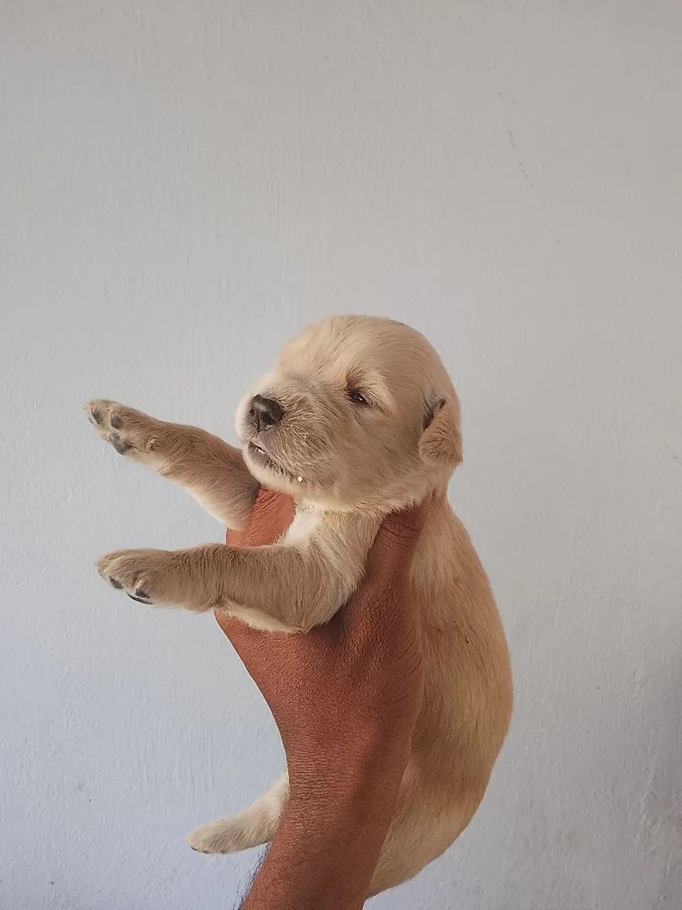 Golden bebe macho e fêmea  - Foto 2