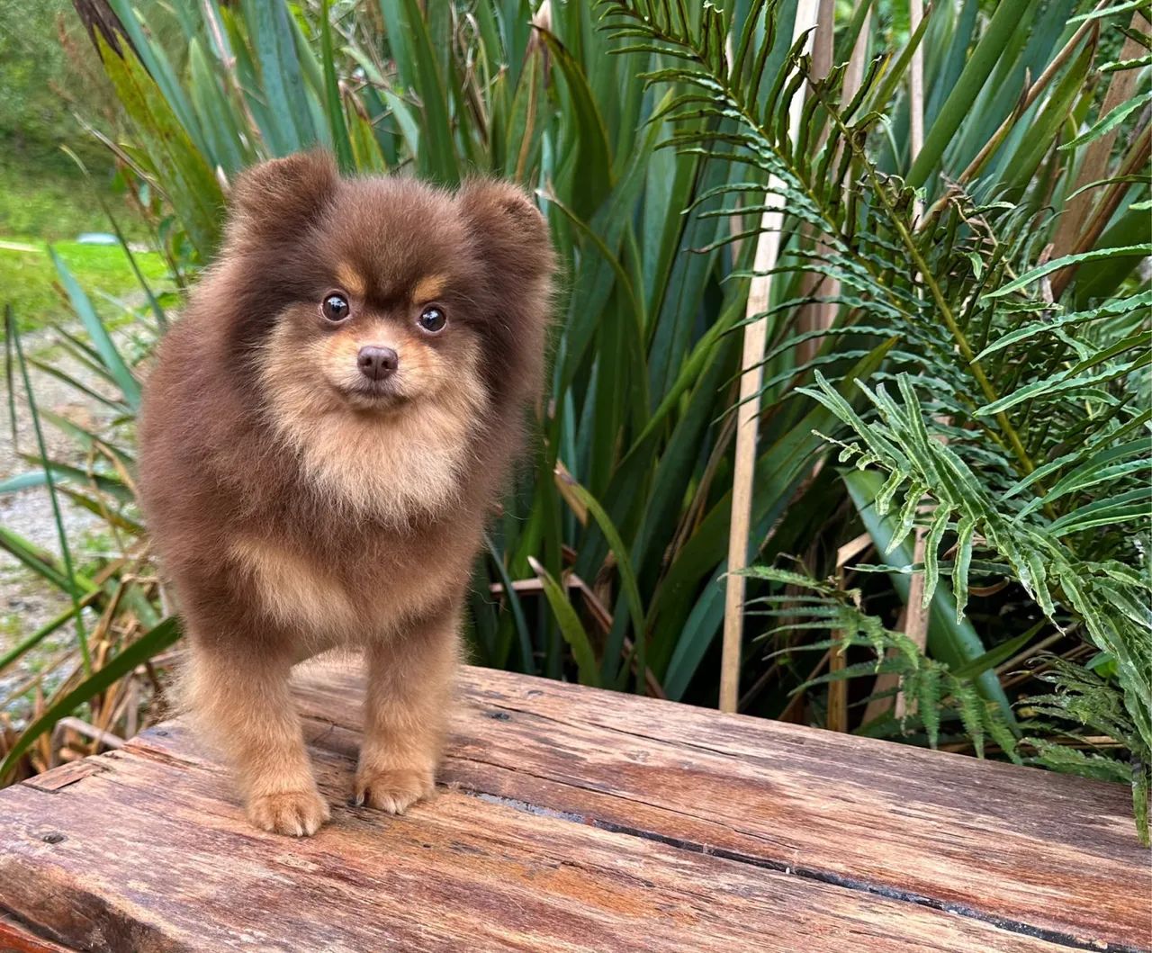 Lulu da pomerania