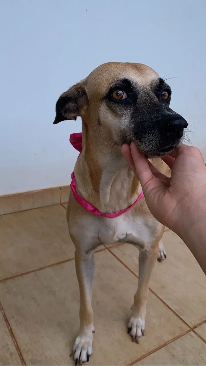 Adoção de cachorro  - Foto 3