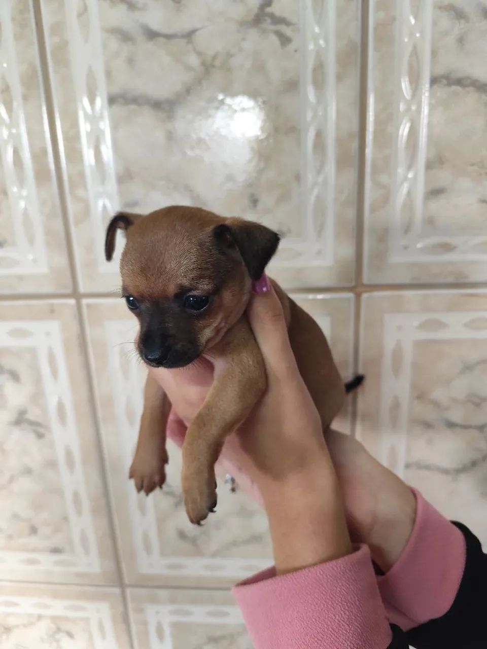 Pinscher DOAÇÃO  - Foto 2