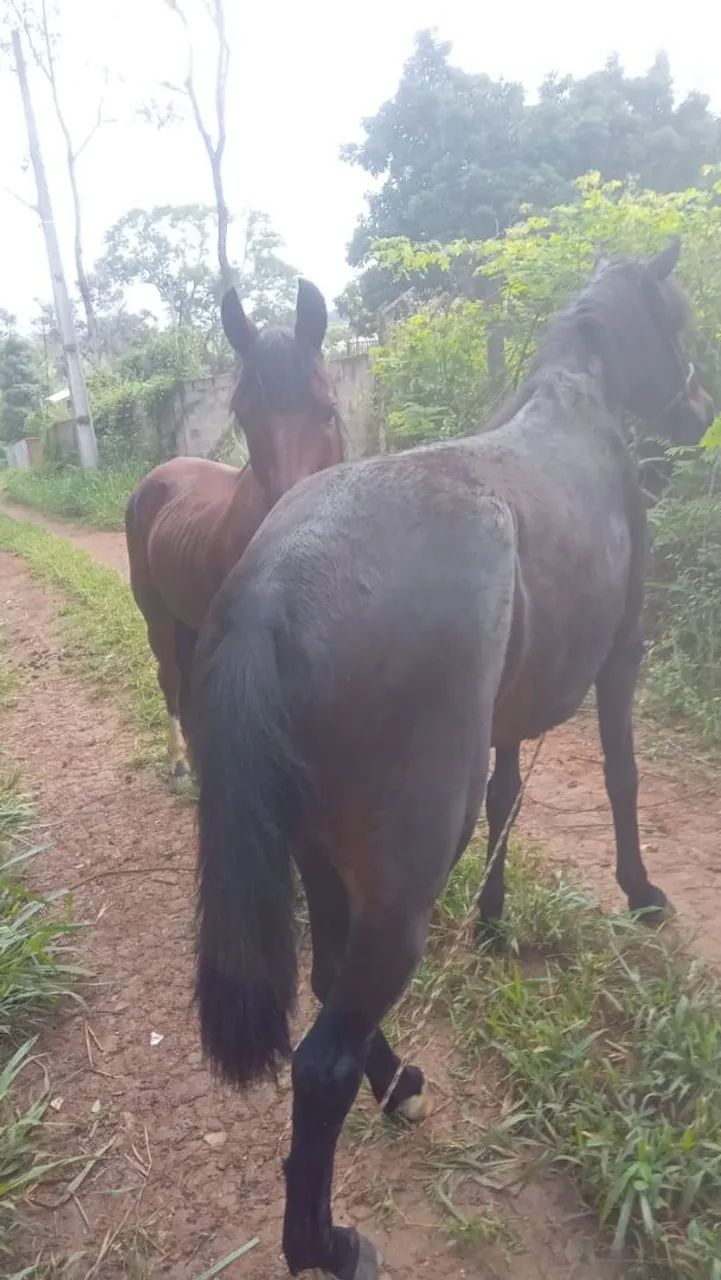Vende-se égua boa de andar.