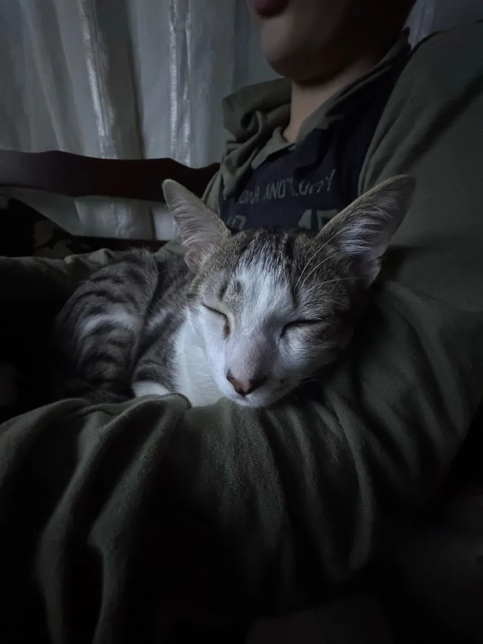 Gatinho 