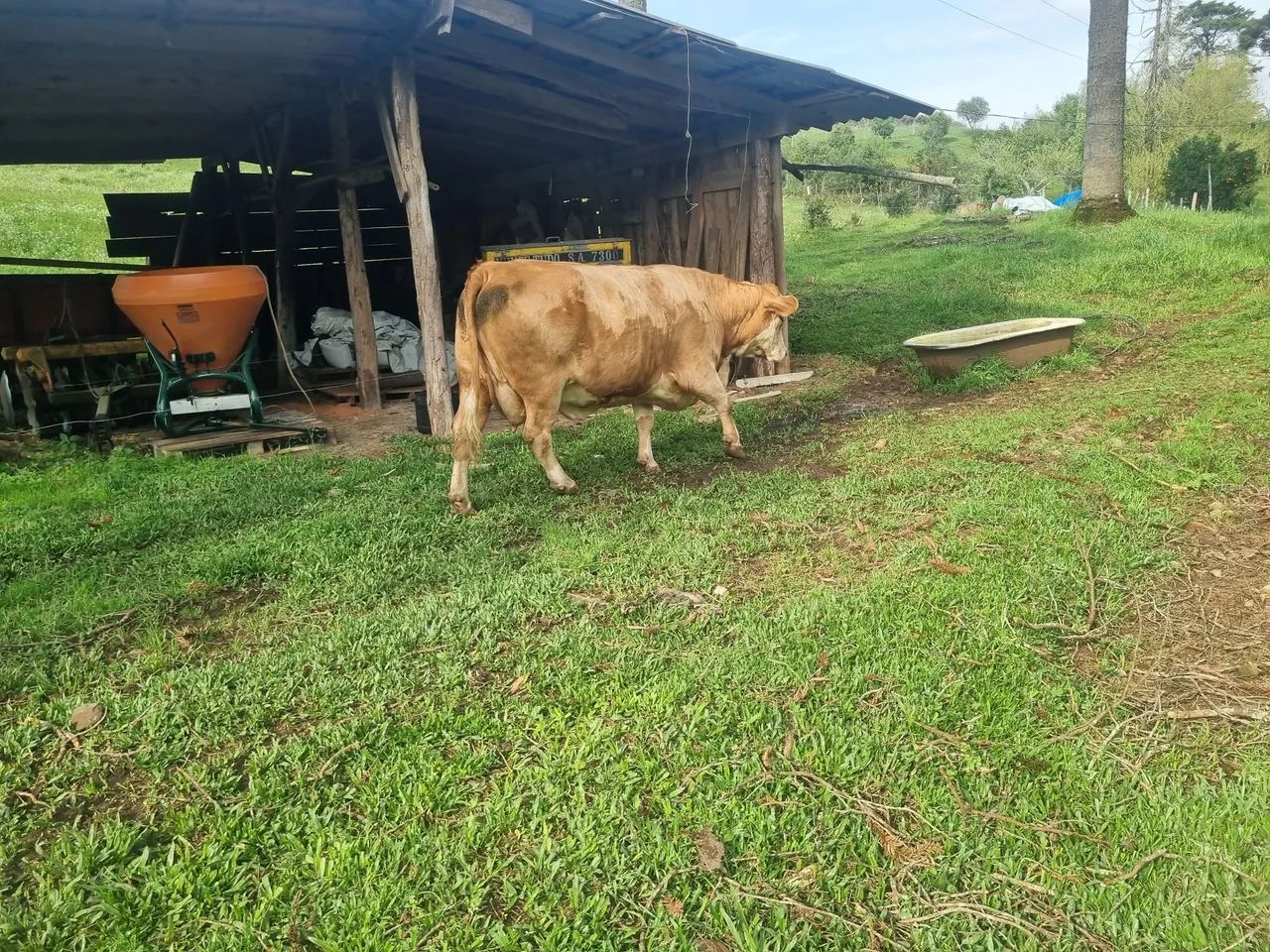 Vaca  - Foto 4