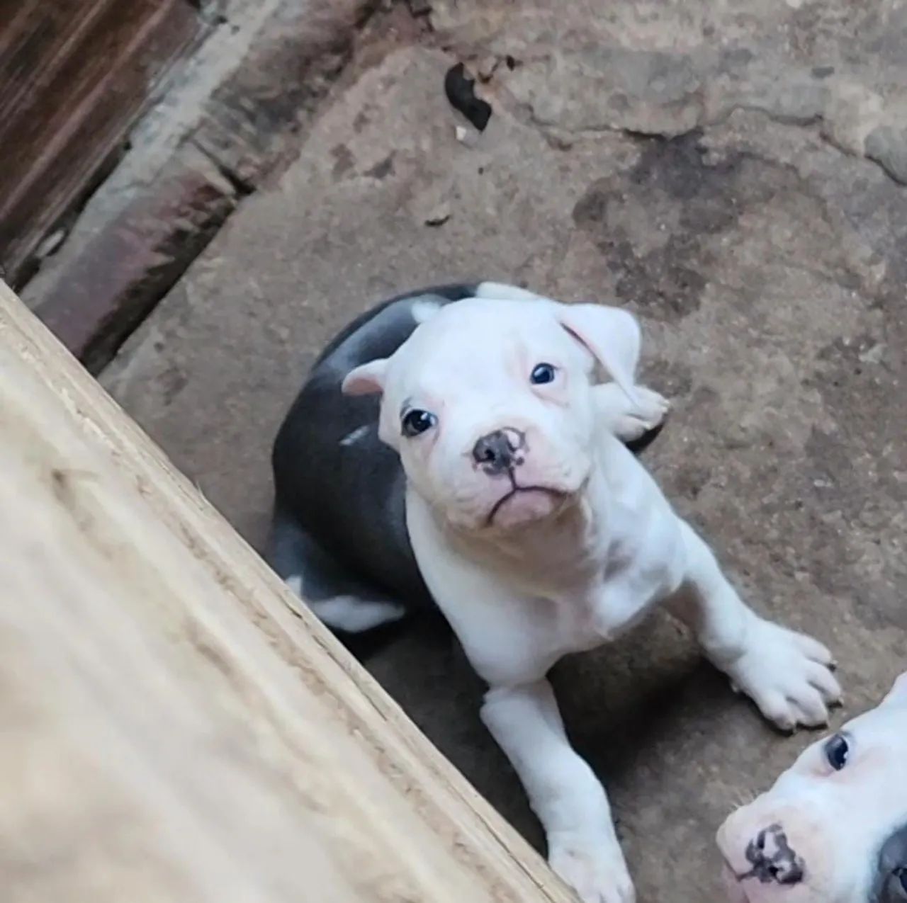 Vendo American bully - Foto 2