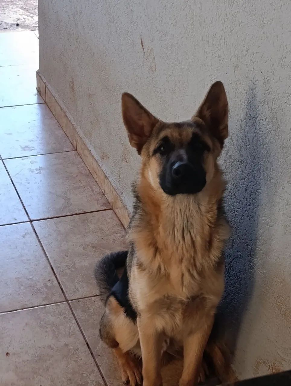 Pastor alemão  - Foto 2