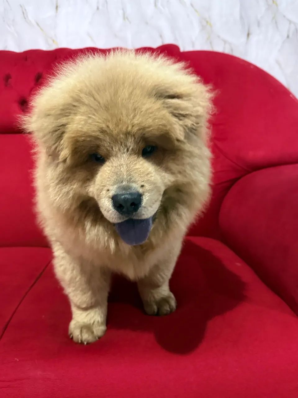 Chow Chow  - Foto 4