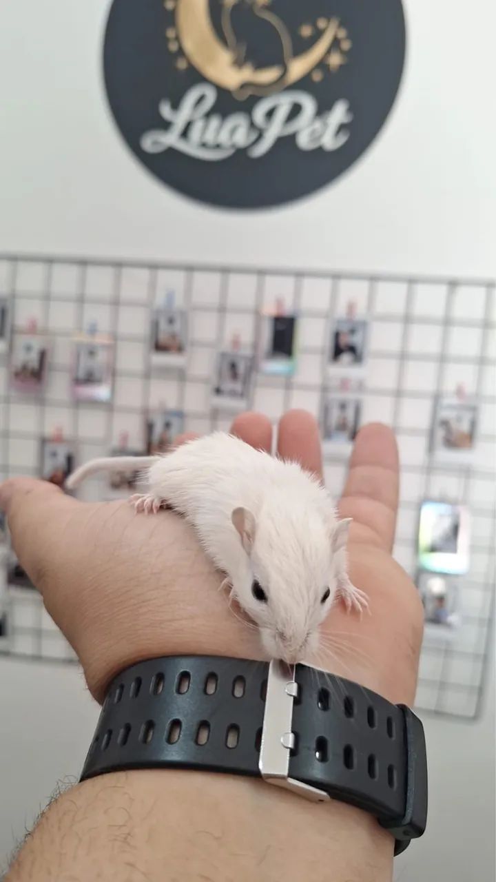 Gerbil (fêmea) - Foto 2