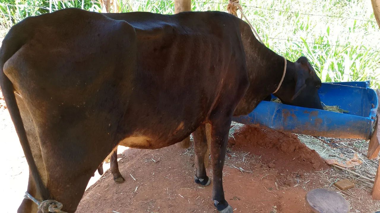 Vaca nova