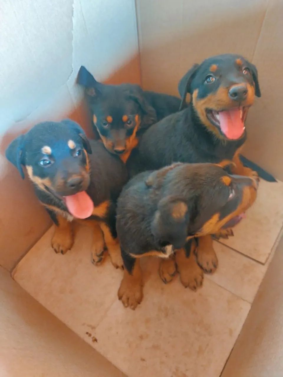 Filhotes de Rottweiler  - Foto 2