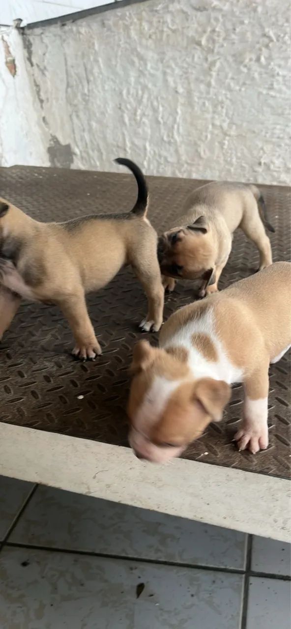 Filhotes de American Bully Pit monster - Foto 4