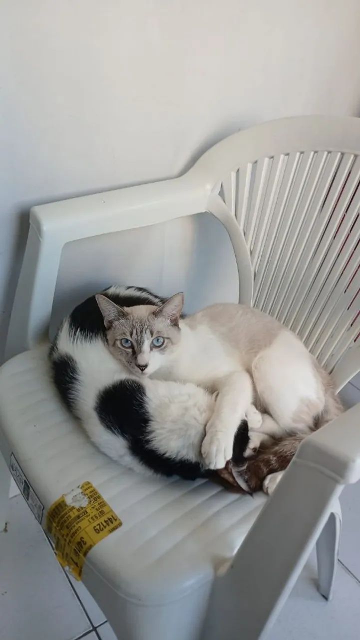 Gatinhos para adoção