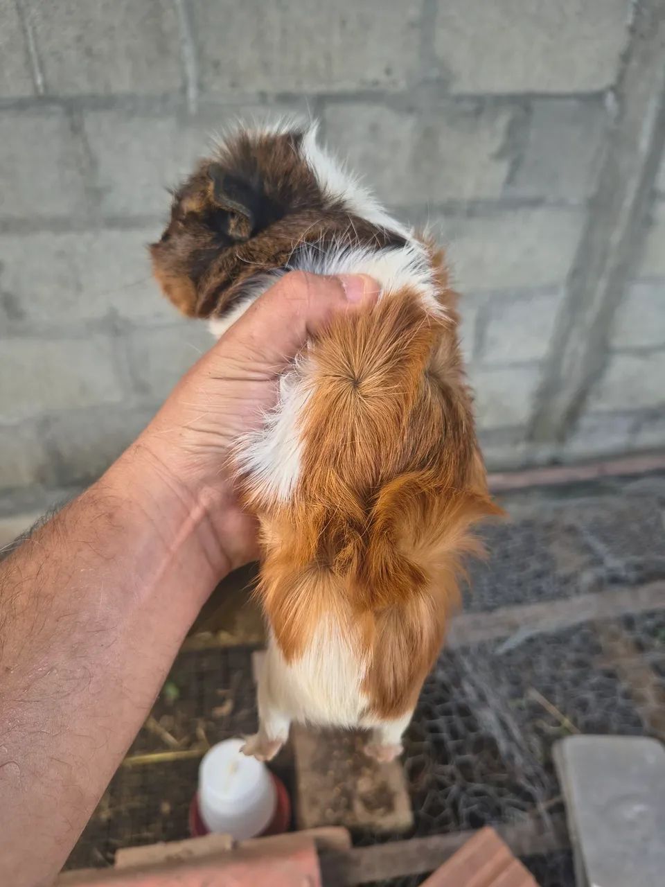 Porquinhos da índia MACHOS - Foto 4