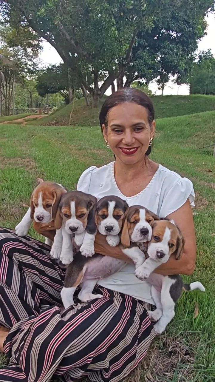 Fascinantes filhotes de Beagle 13 polegadas  - Foto 2