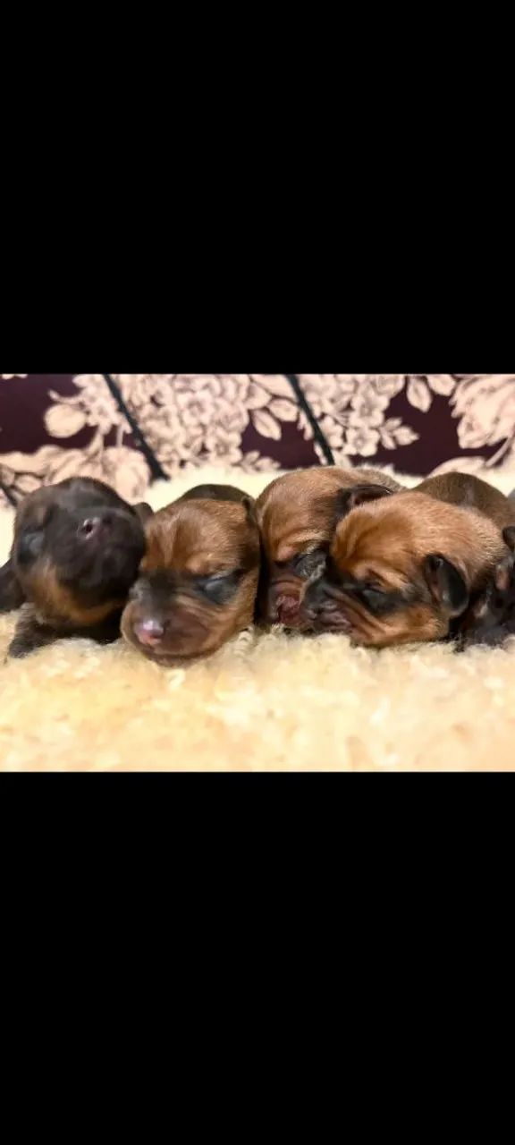 Basset dachshund 