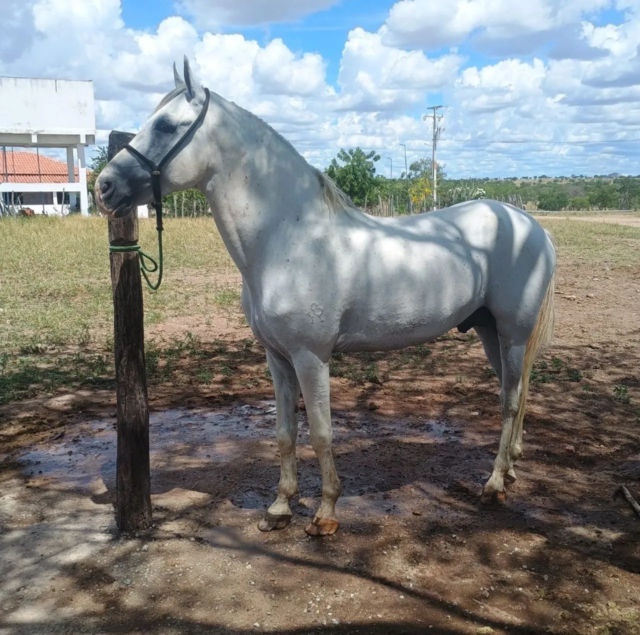 Vendo cavalo garanhão Mangalarga Marchador registrado de marcha picada - Foto 4