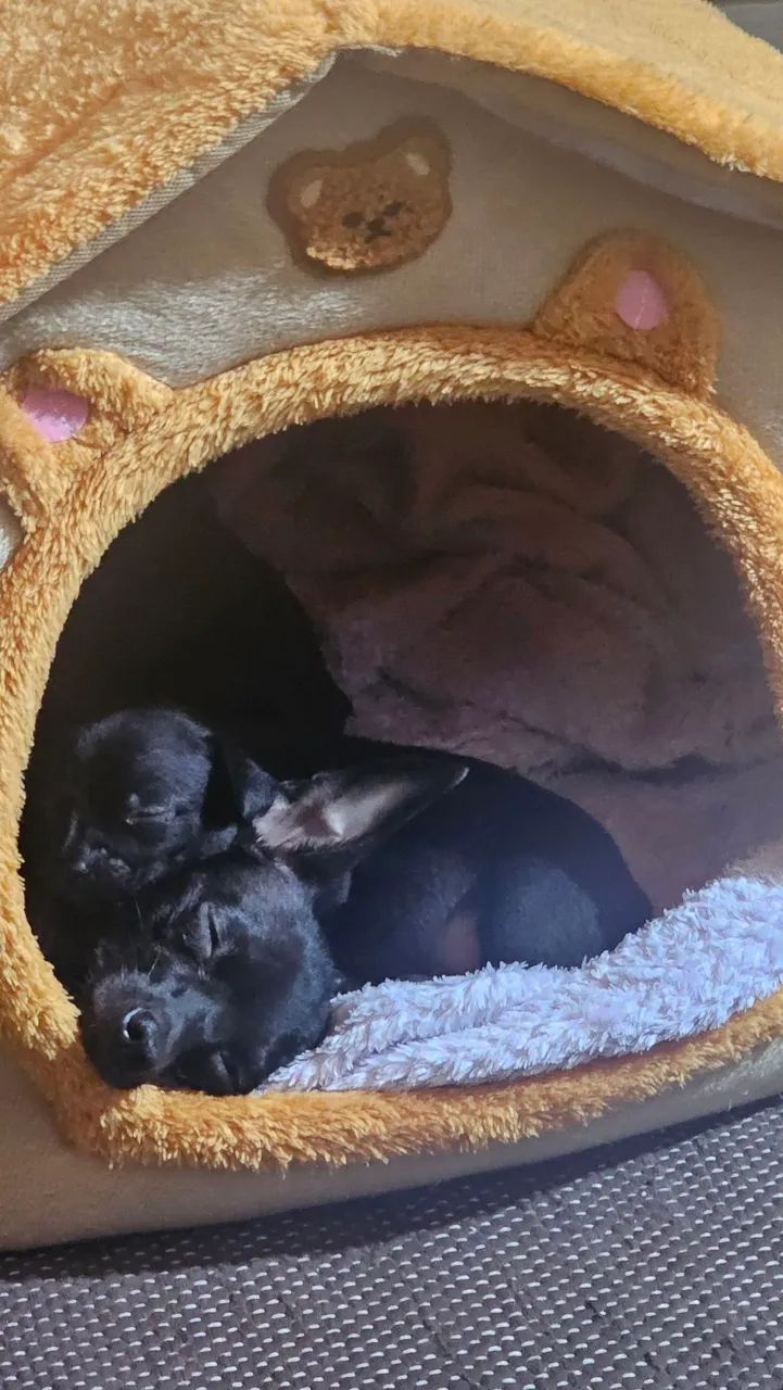 Pinscher Paulistinha - Foto 4