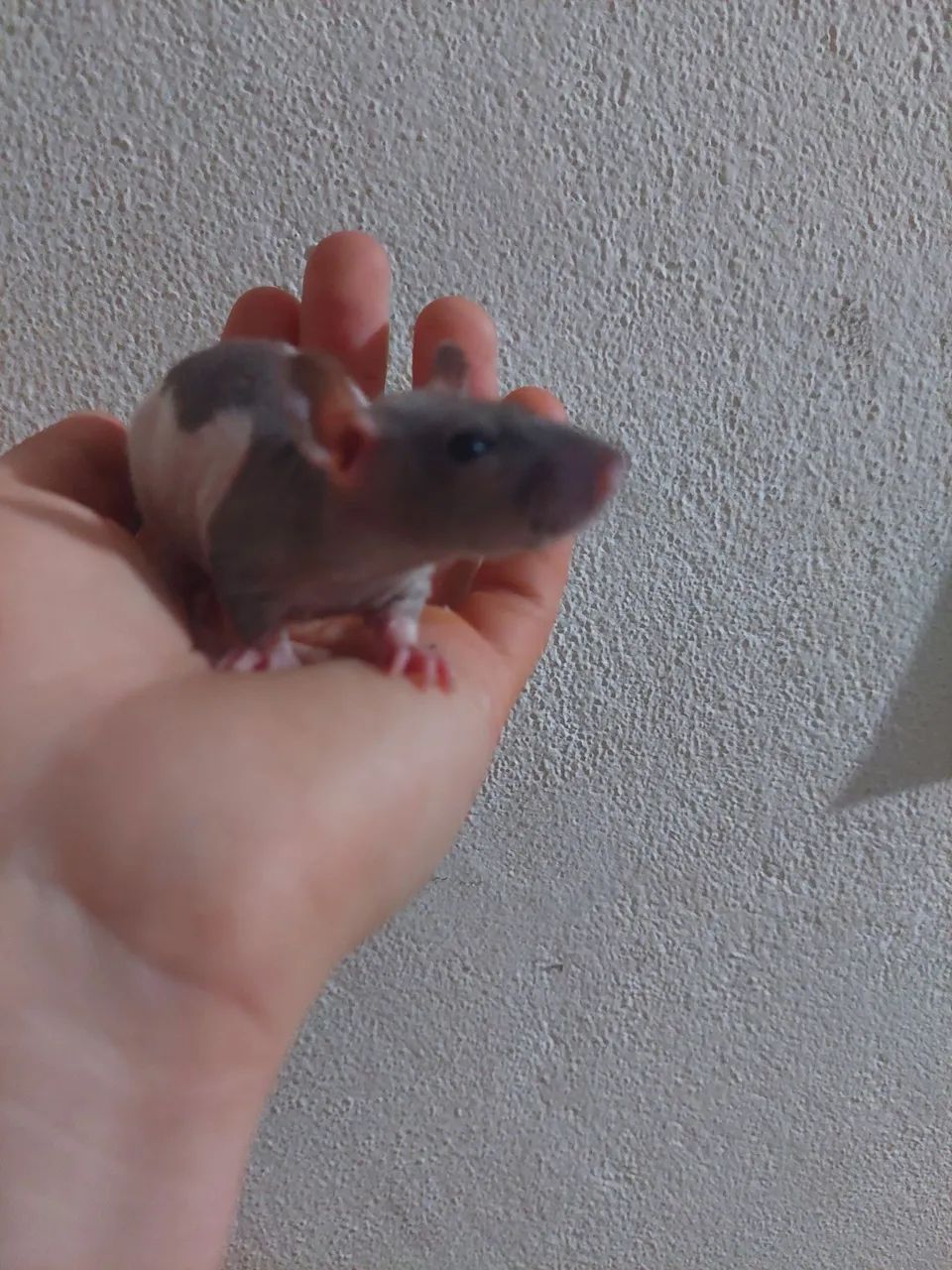 Twister double Rex  - Foto 2