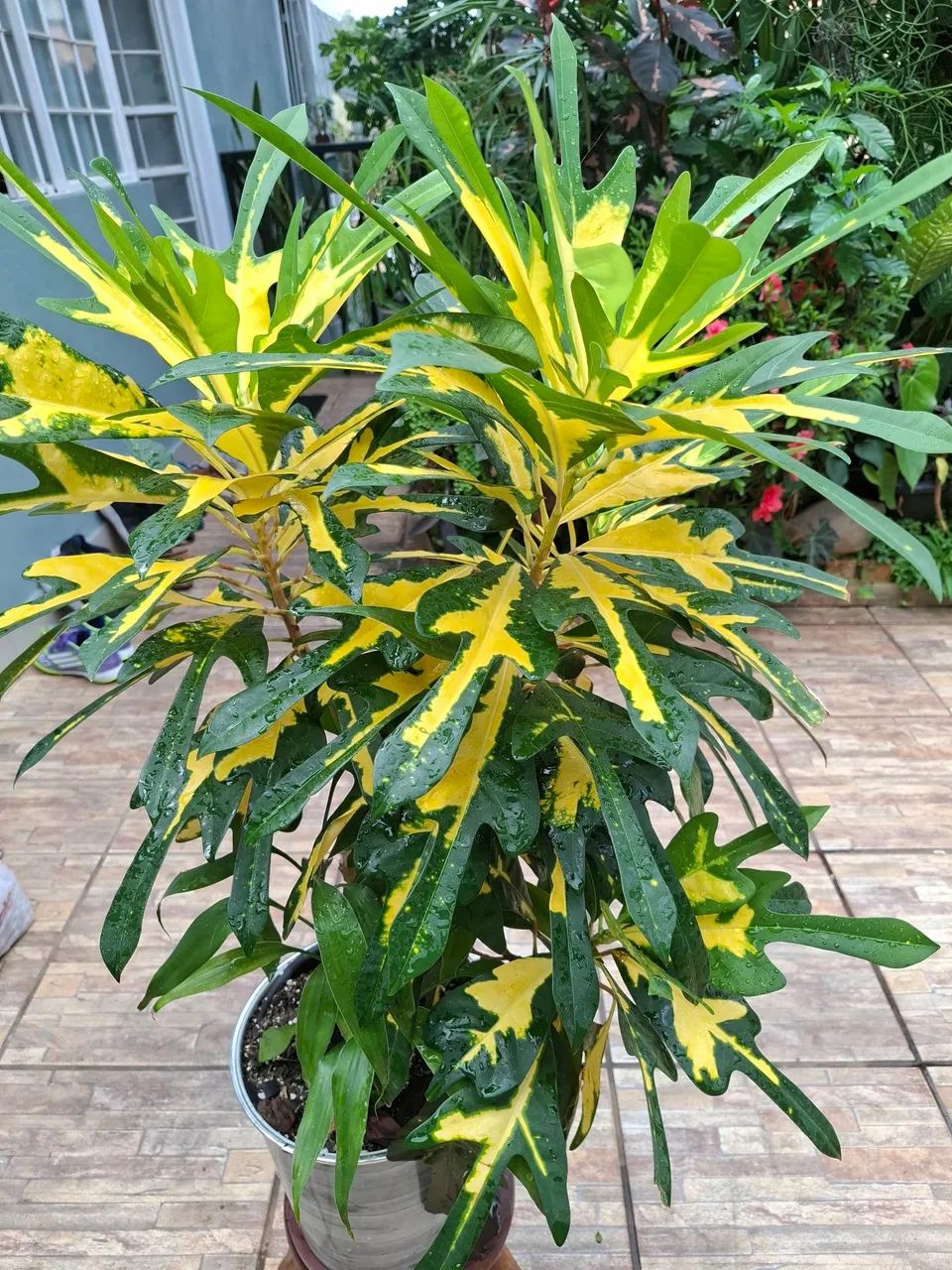 Plantas  - Foto 5