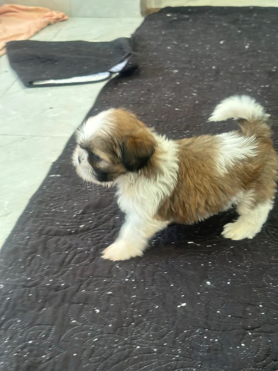 Shihtzu - Foto 5