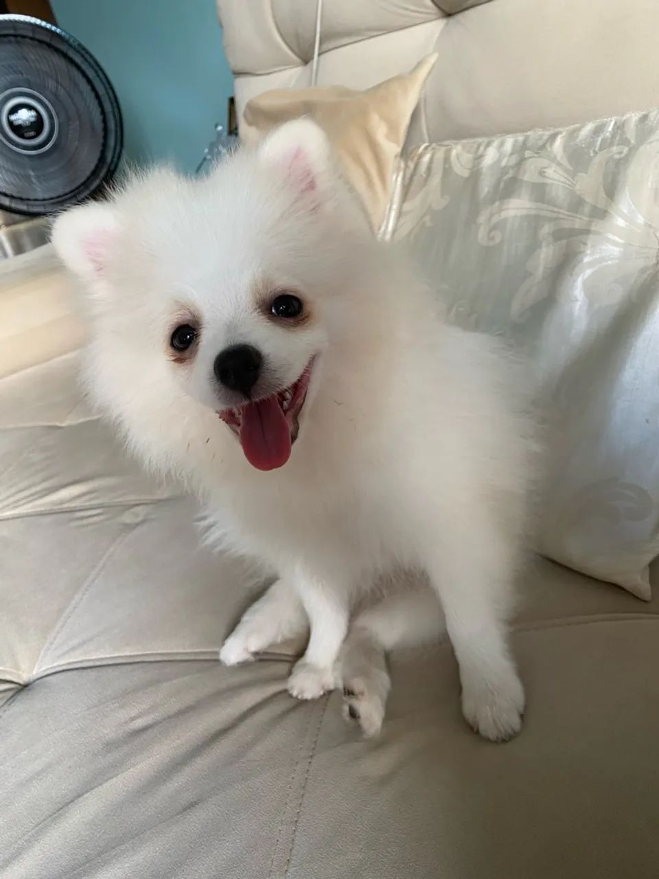 Spitz alemão  - Foto 2