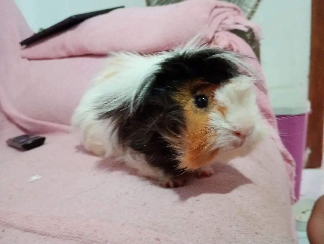 porquinho da índia macho peludo  - Foto 2