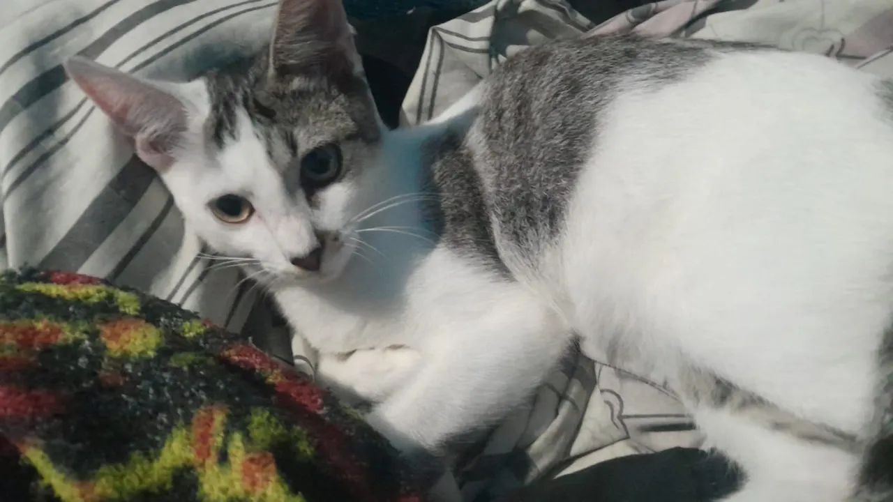 Gata para adoção