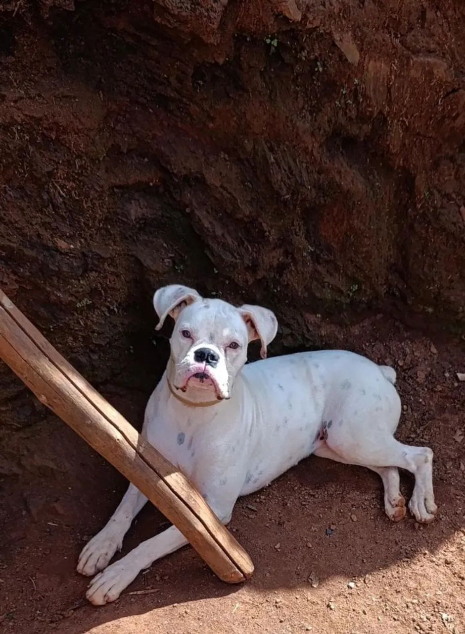 Femea de boxer