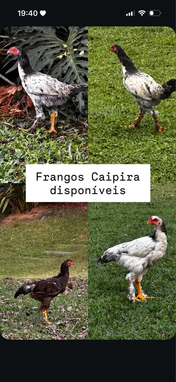 Frangos Caipira - Foto 3