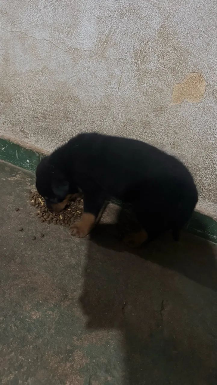 Cachorro  - Foto 2