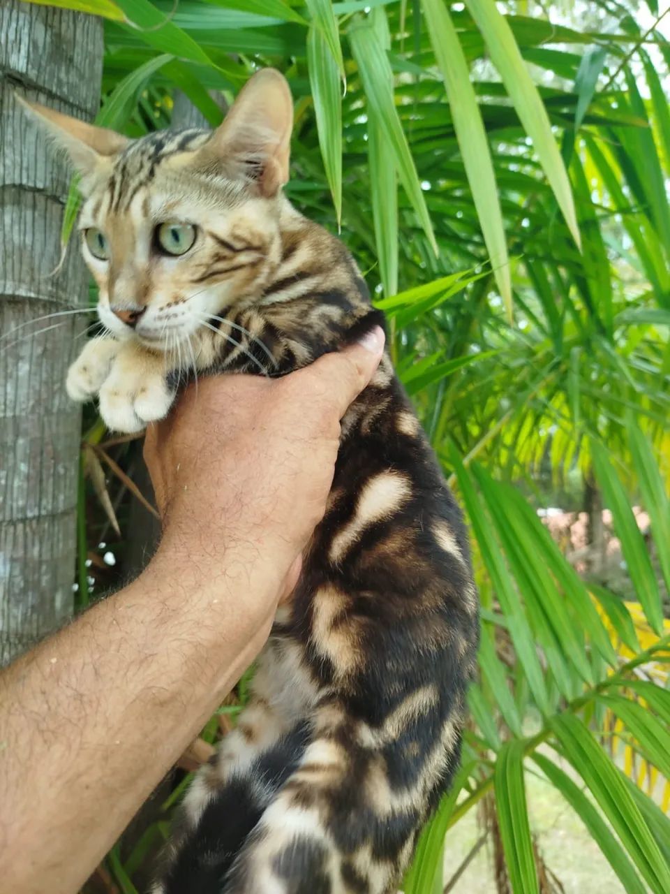 Bengal marble