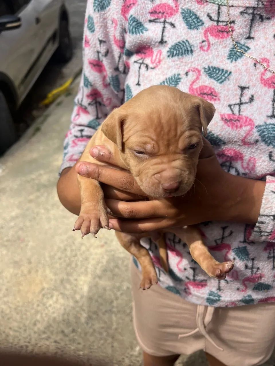 Cachorros  - Foto 5