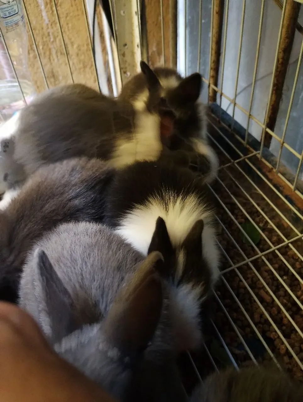 Filhotes de mini coelhos netherlands e mini Lions! Oferta total! - Foto 2