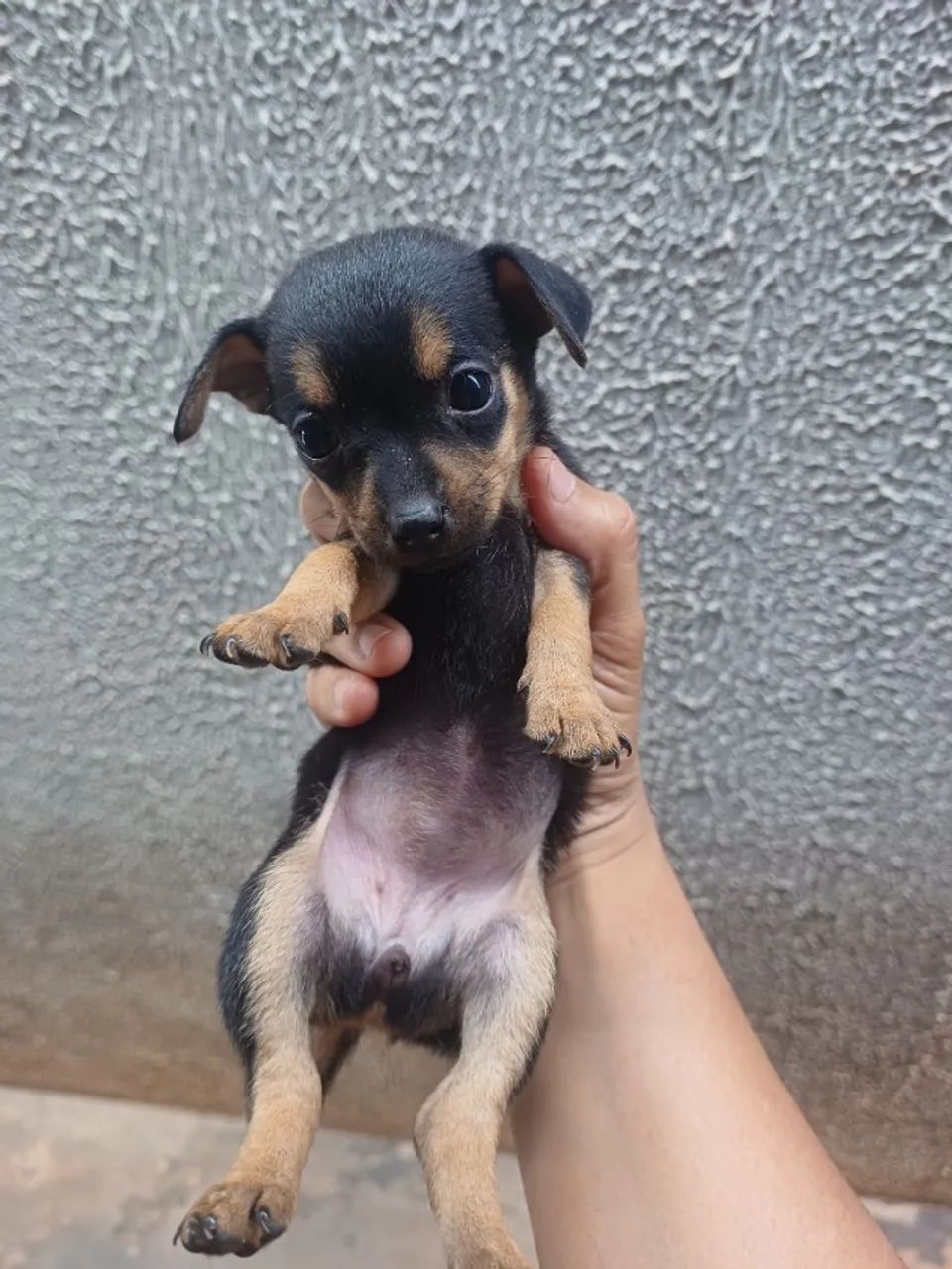 Pinscher filhote - Foto 5