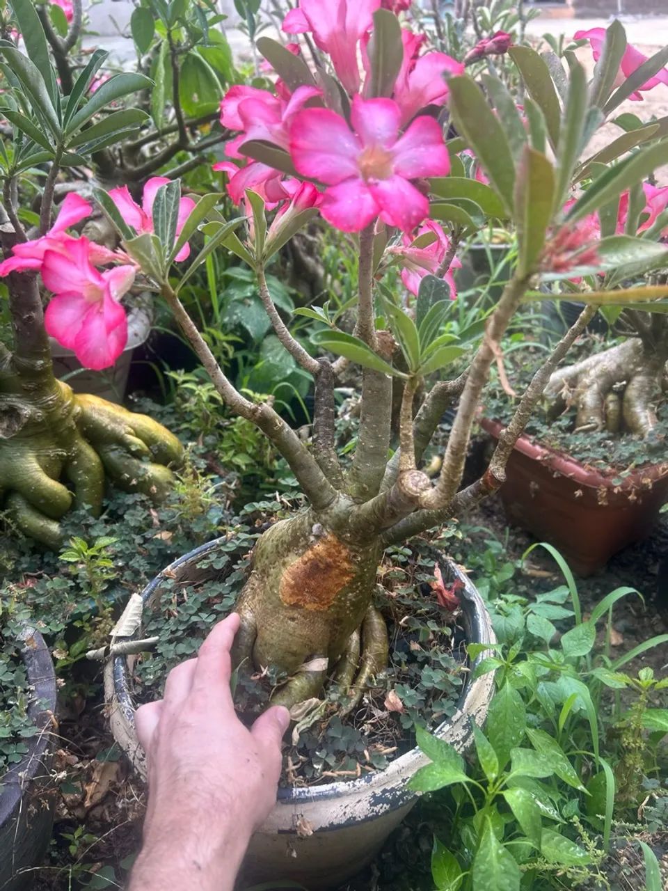 Rosa do deserto  - Foto 2