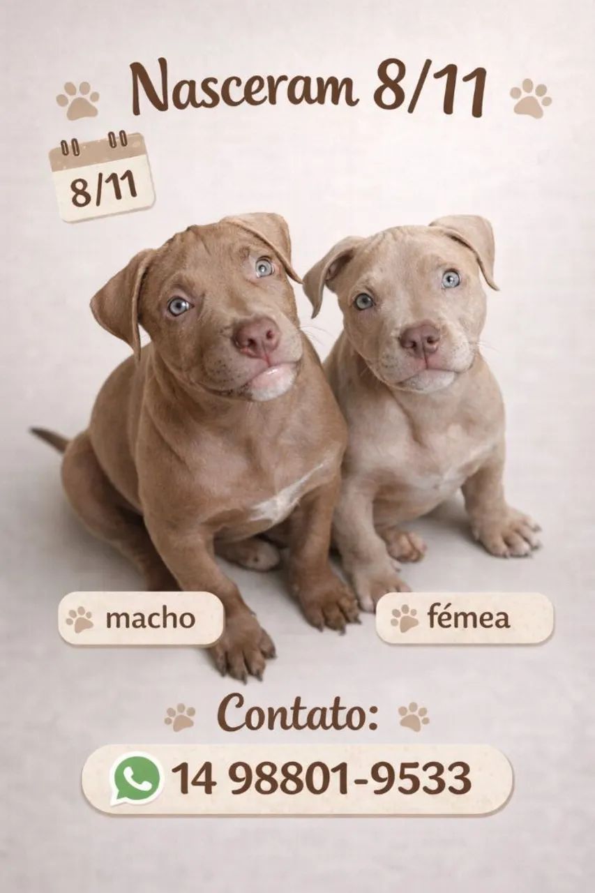 Filhotes Pitbull a venda 