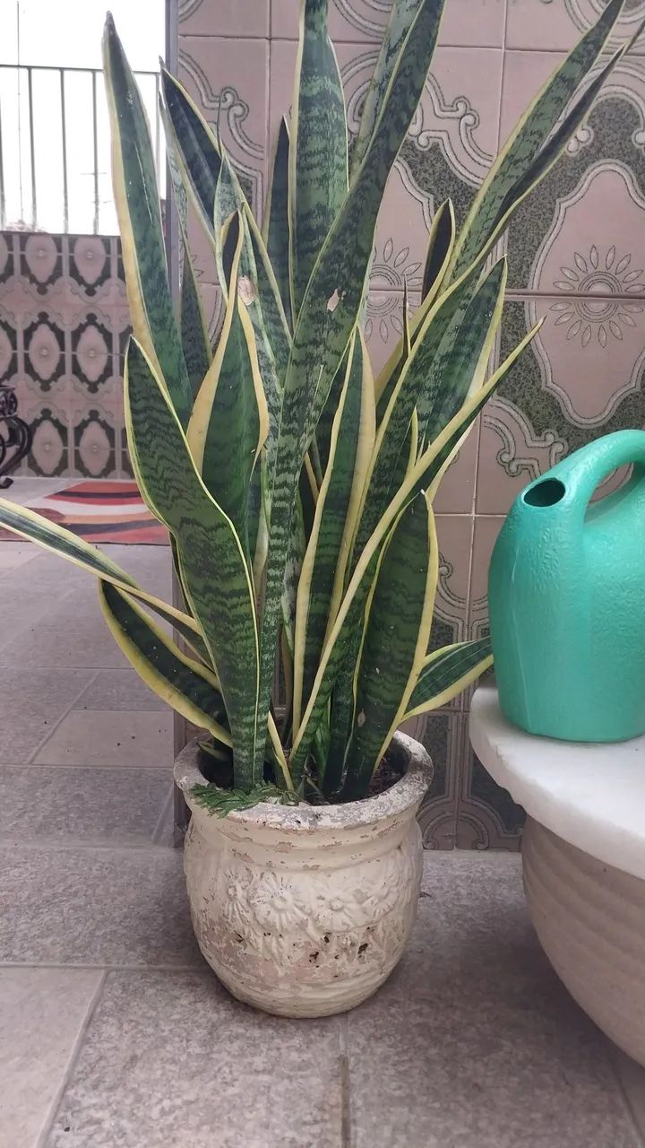 Planta em vaso  - Foto 2