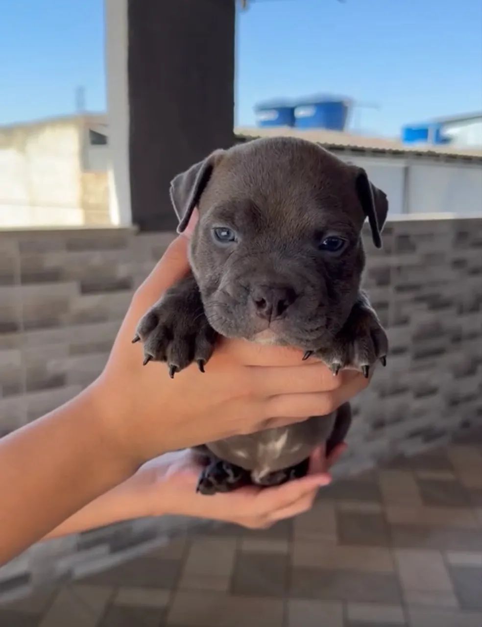 American bully - Foto 2