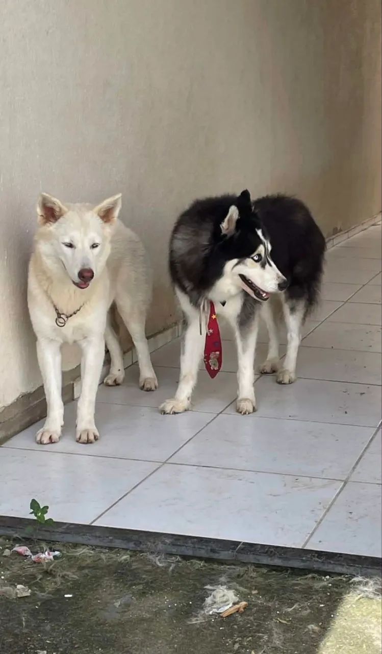 Husky siberiano 
