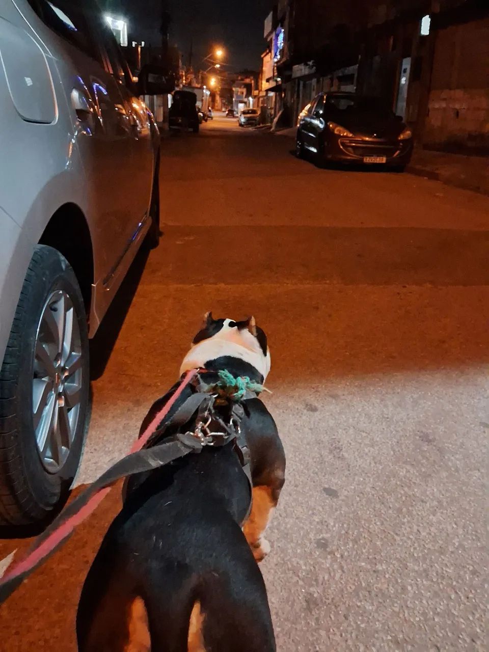 Passeador de cães.  Dog. WhatsApp  11- *  - Foto 5