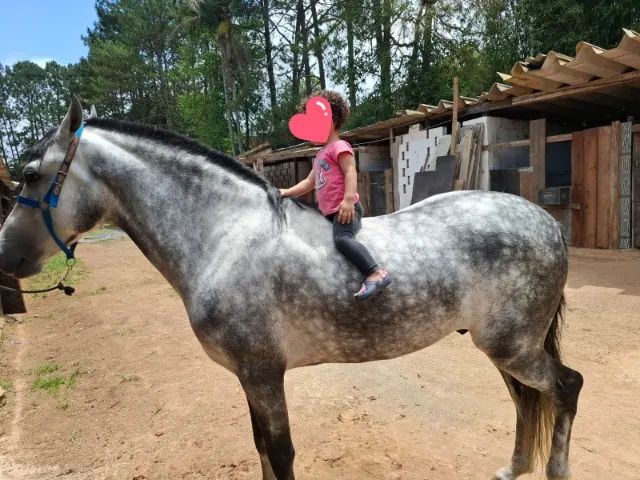 Cavalo de Sela - Mangalarga Marchador | Marcha Batida Genuína | ABCCMM