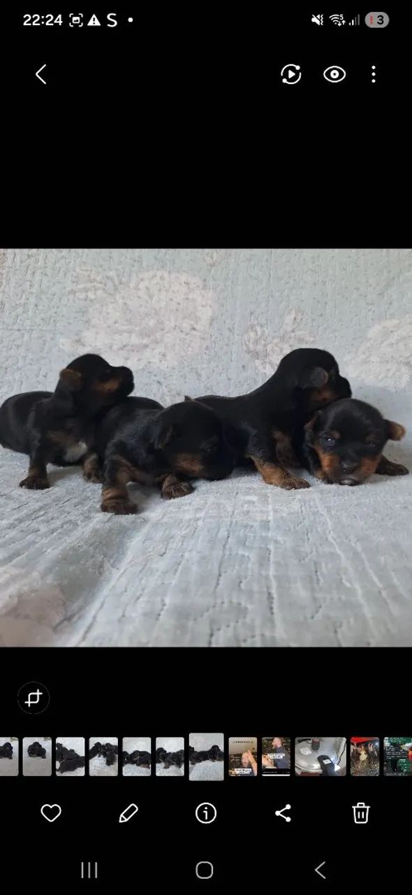 Filhotes macho de Yorkshire  - Foto 4