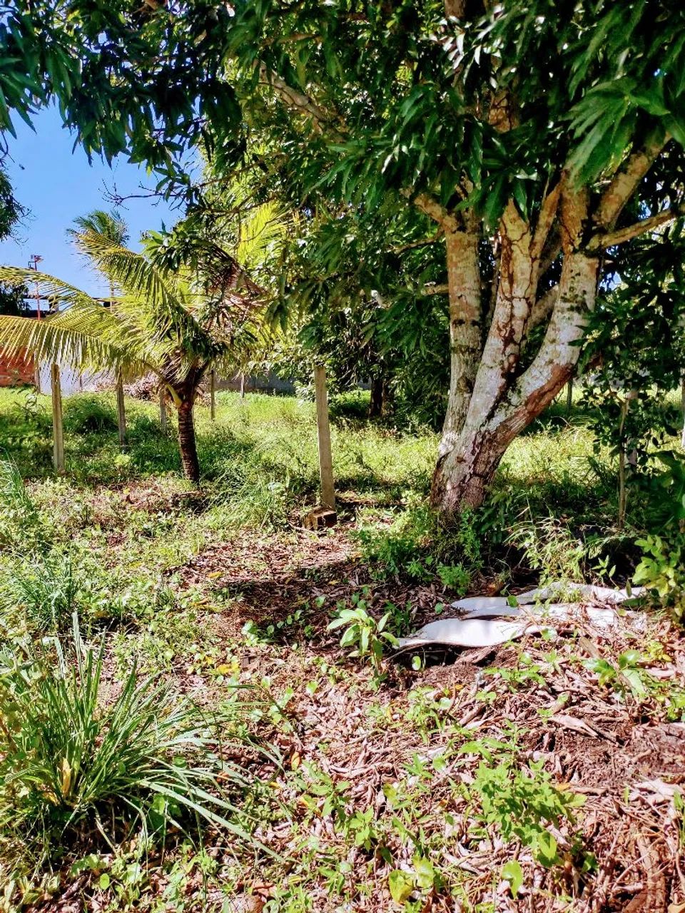 Terreno em igarassu 10 x 20  - Foto 4