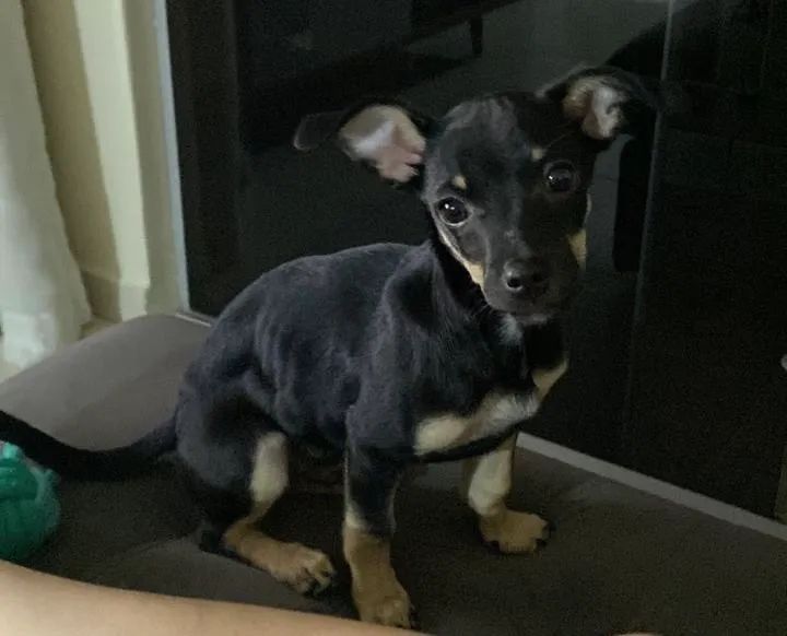 Pinscher tamanho 1  - Foto 4