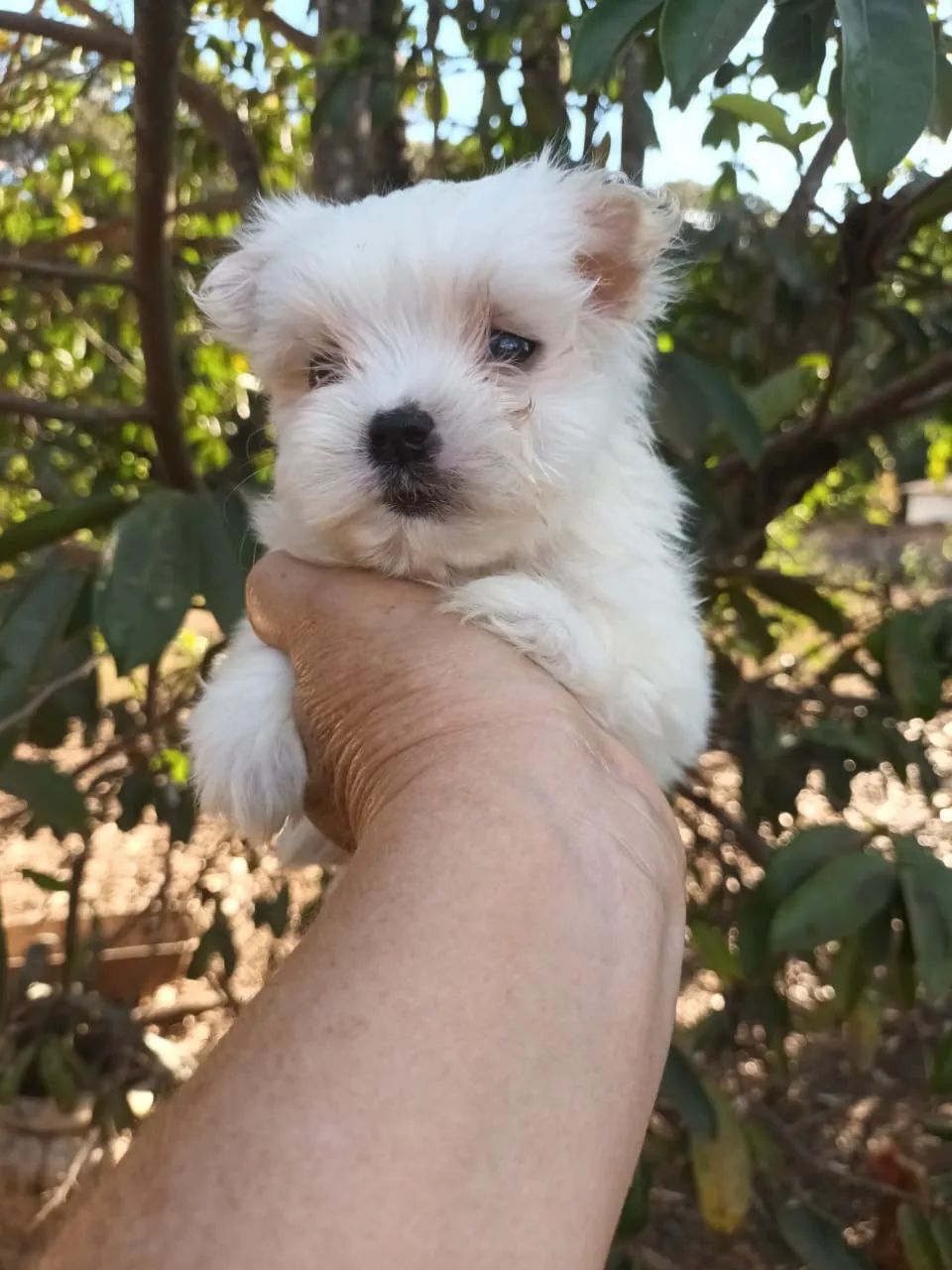 Maltês - Foto 2