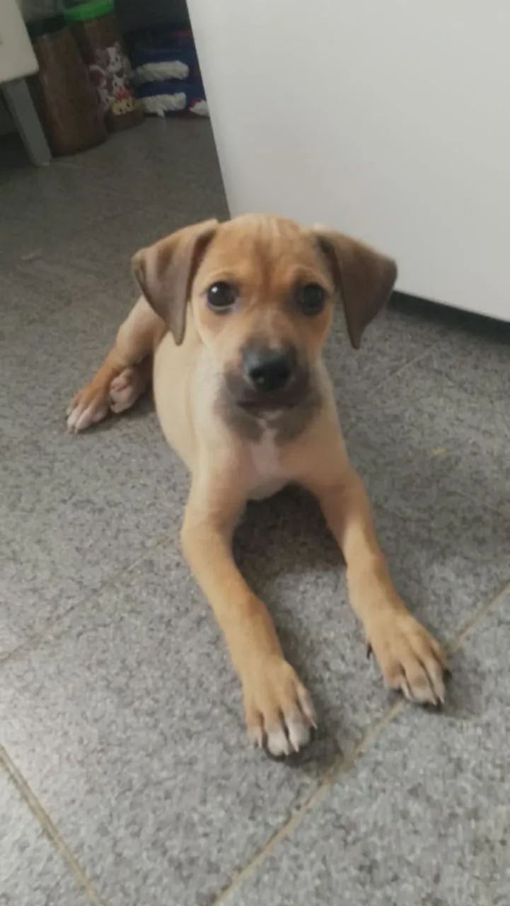 Doaçao - Foto 3