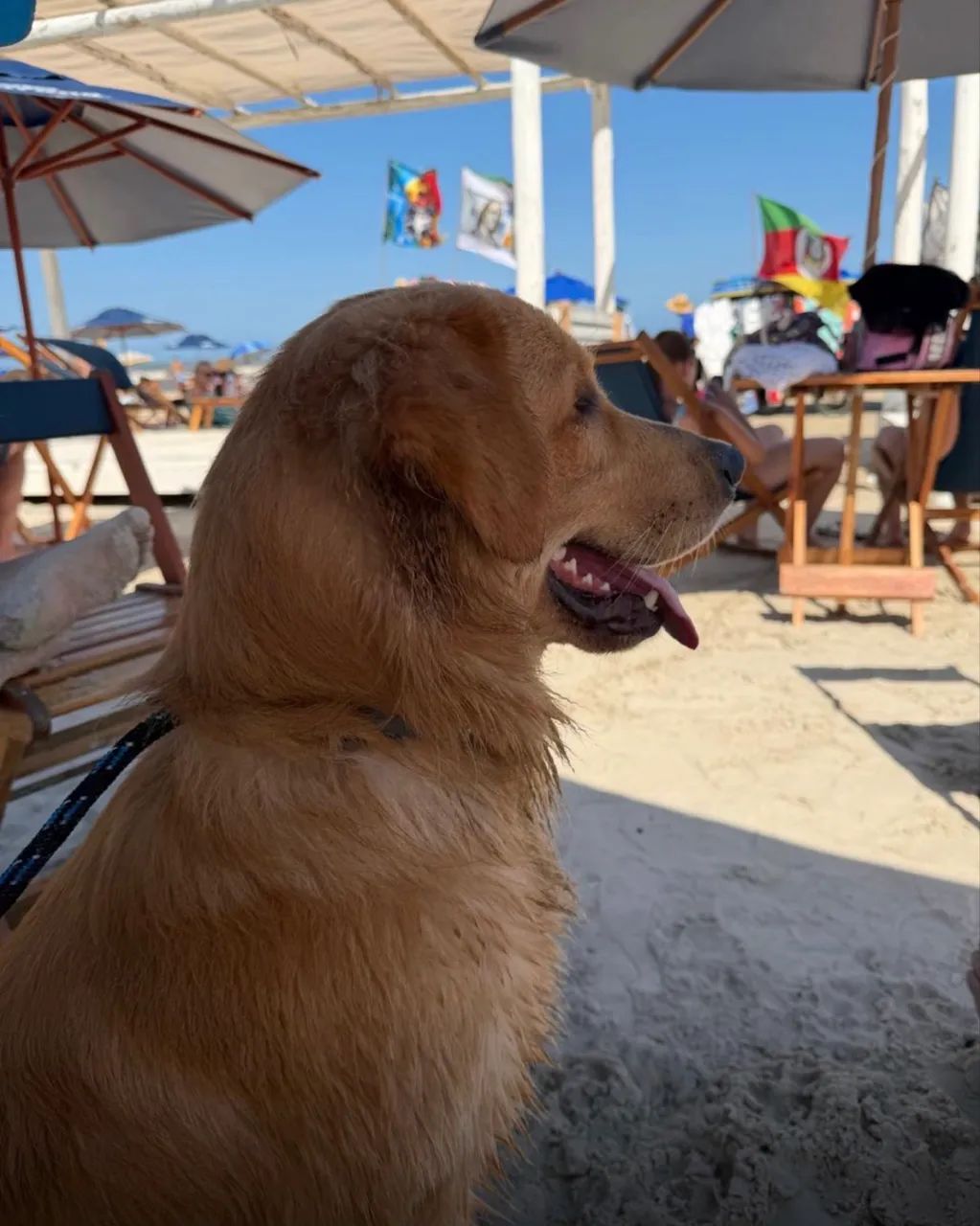 Filhotes de Golden Retrivier  - Foto 4